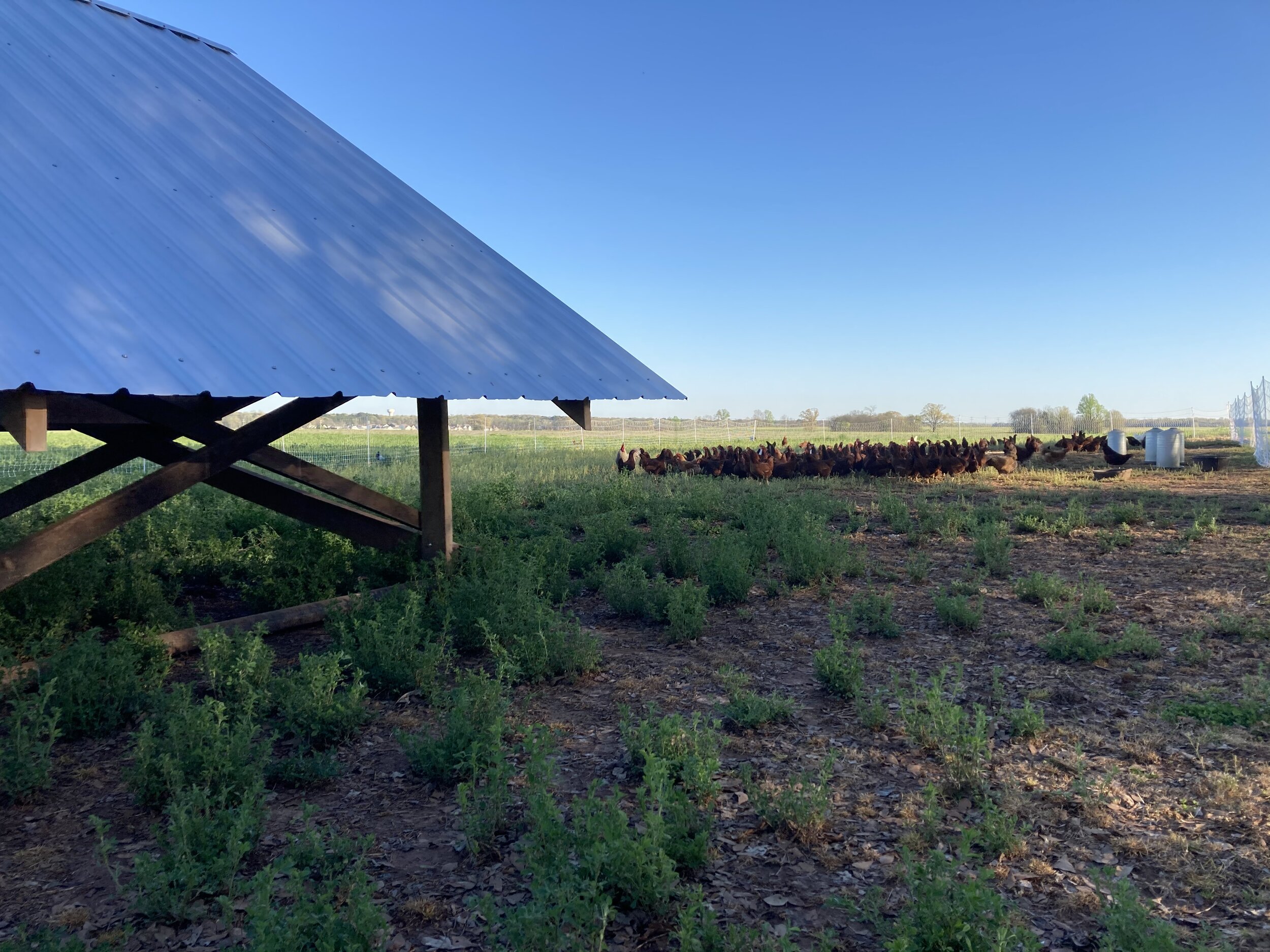 Free-range chickens foraging in a green field near a rustic shelter on a sunny day, showcasing sustainable farming practices.