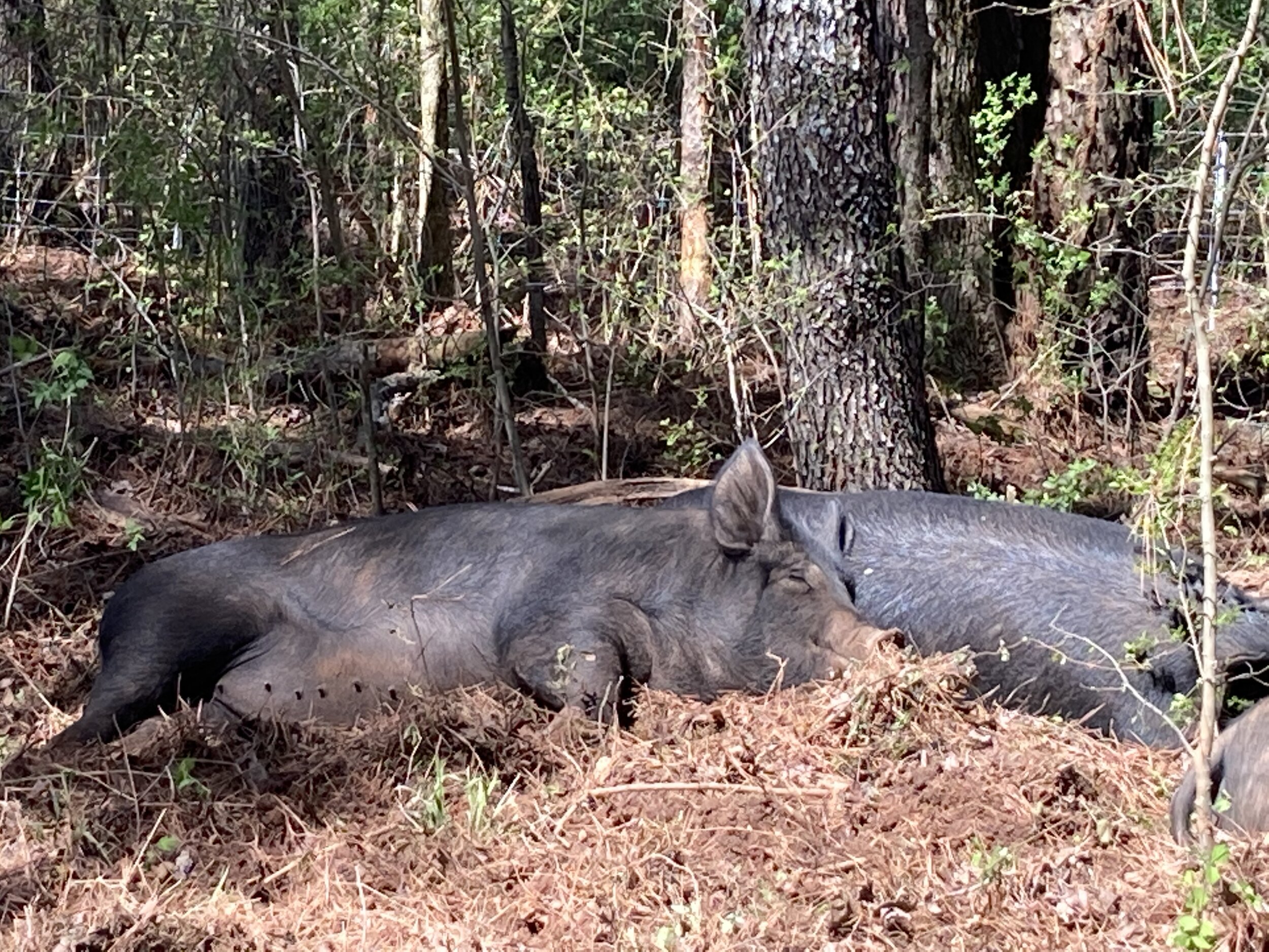 Two large pigs resting on the forest floor, surrounded by trees and greenery, in a peaceful natural setting.