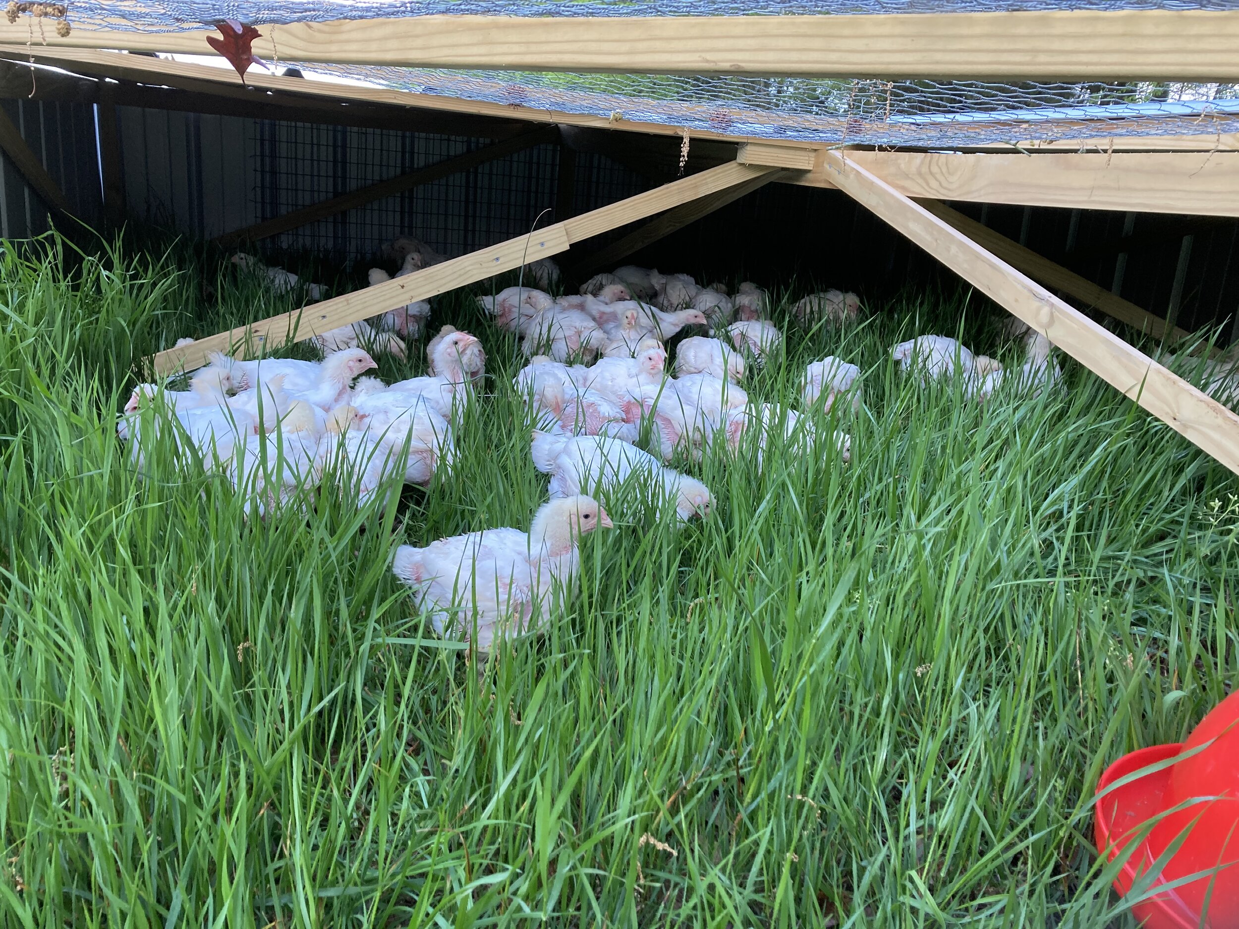 Chickens resting in a shaded area under a wooden shelter, surrounded by lush green grass, showcasing a natural and free-range farming environment.