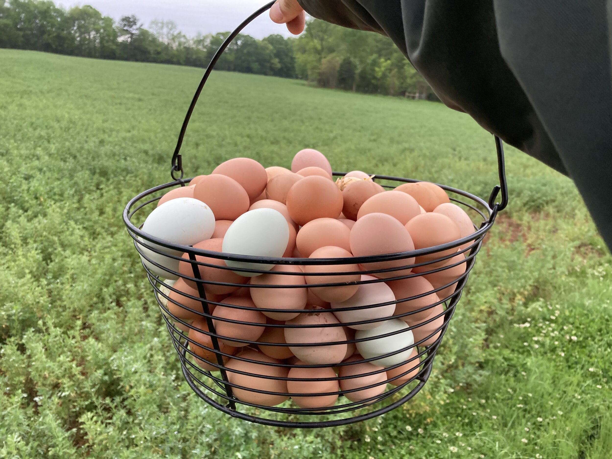 Basket filled with freshly collected eggs, including brown and white varieties, held against a lush green field background. Perfect for showcasing farm-fresh produce and sustainable agriculture.