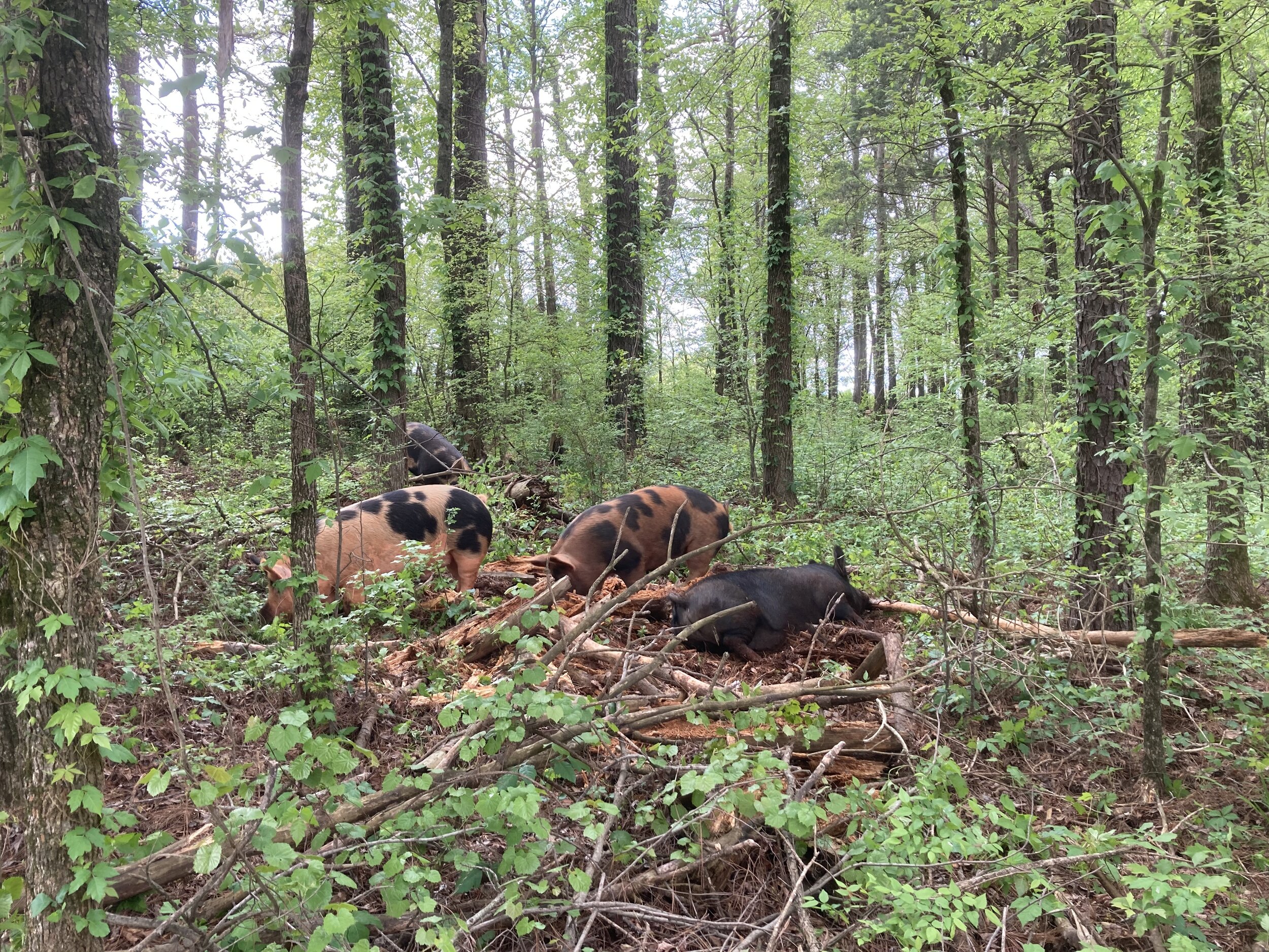 Four pigs foraging in a lush green forest, surrounded by trees and underbrush, showcasing a natural farming environment.