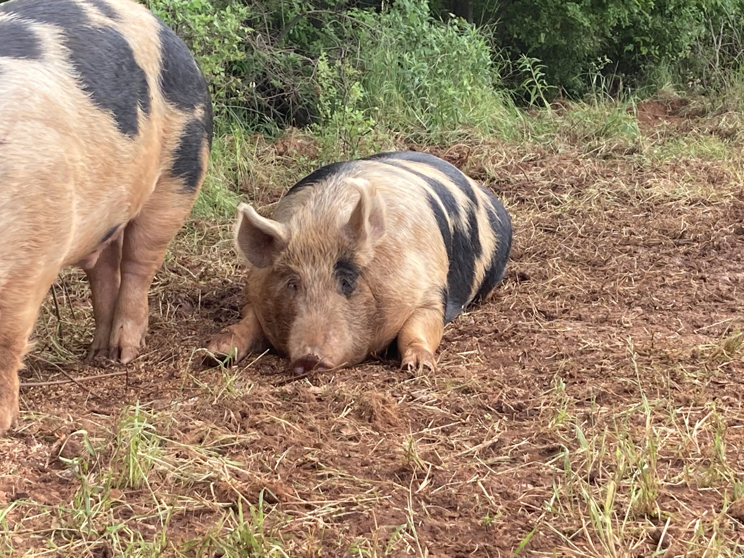 A pair of pigs resting on a grassy patch, one with distinctive black and brown markings, showcasing their natural habitat in a rural setting.
