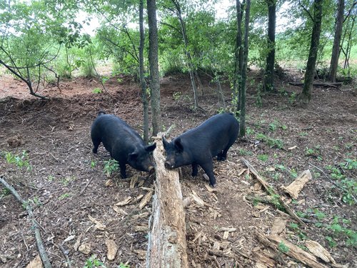 Two black pigs interacting with a fallen log in a wooded area, surrounded by greenery and earth, showcasing a natural farm environment.