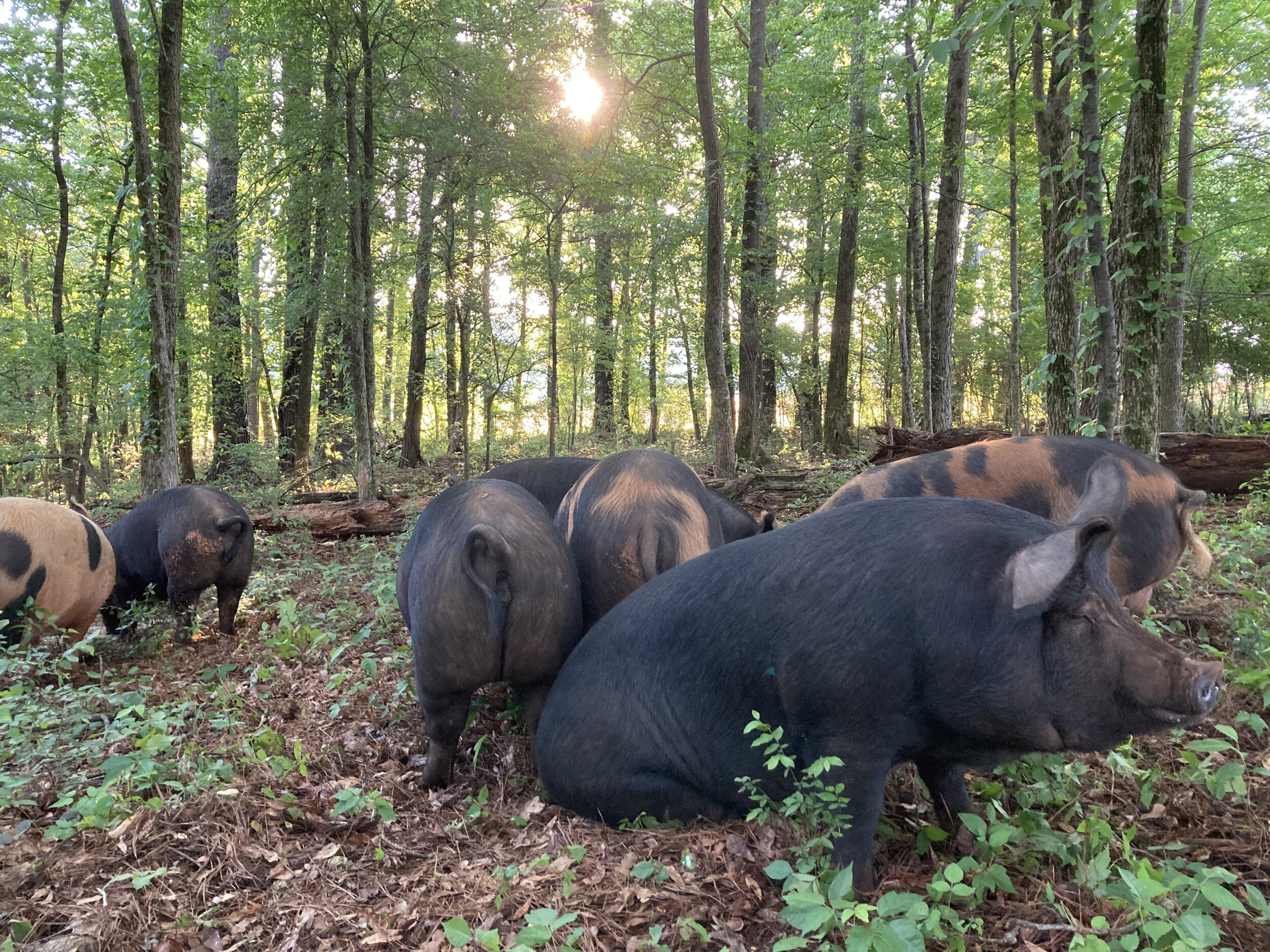 A group of pigs foraging in a lush forest setting, surrounded by trees and dappled sunlight filtering through the leaves. The pigs exhibit a mix of black and brown coloring, highlighting their natural habitat in a serene outdoor environment.