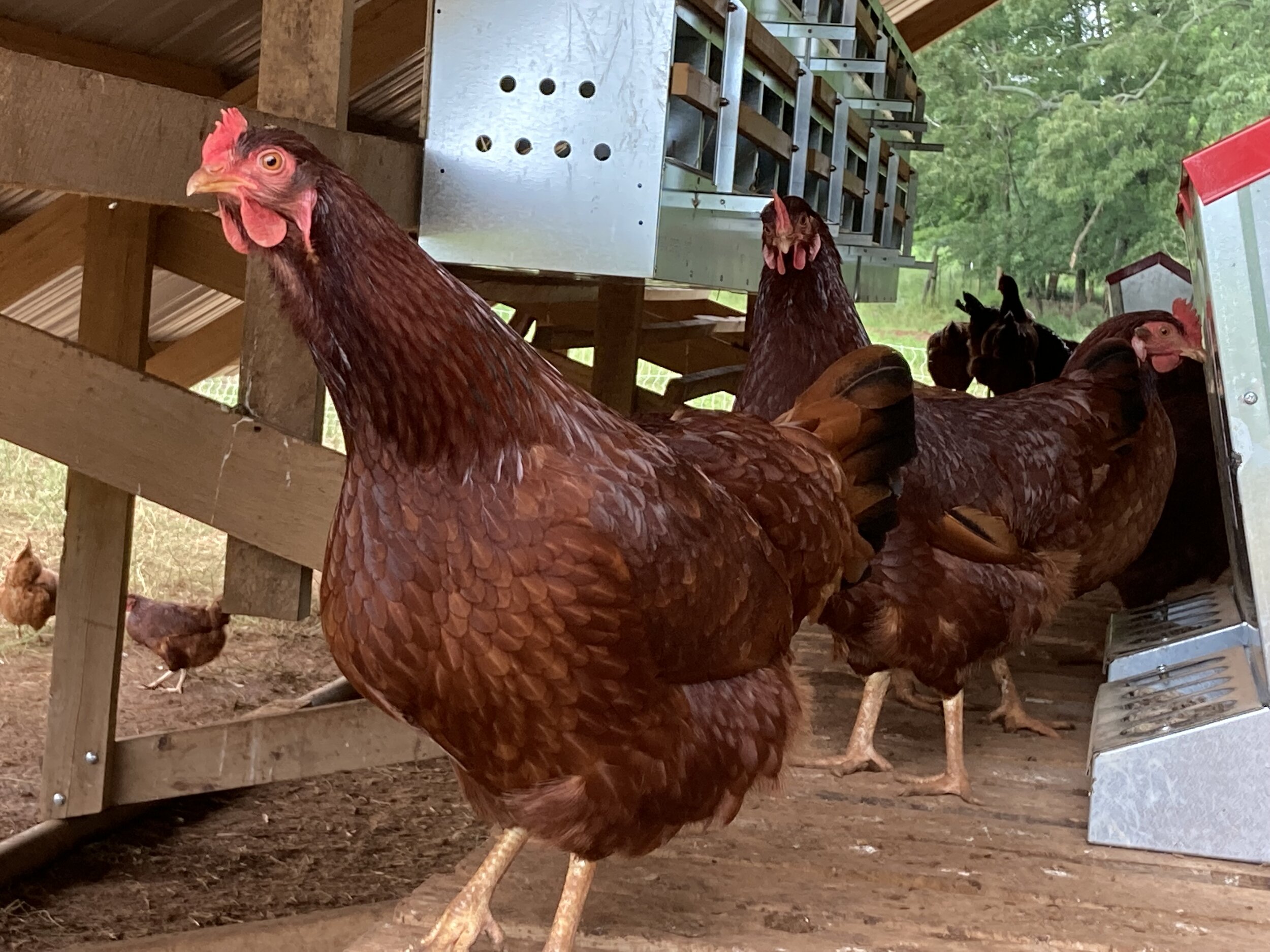 Free-range chickens roaming inside a barn, showcasing their vibrant plumage and natural behavior. The image captures several brown hens, highlighting their active lifestyle and the rustic farming environment.