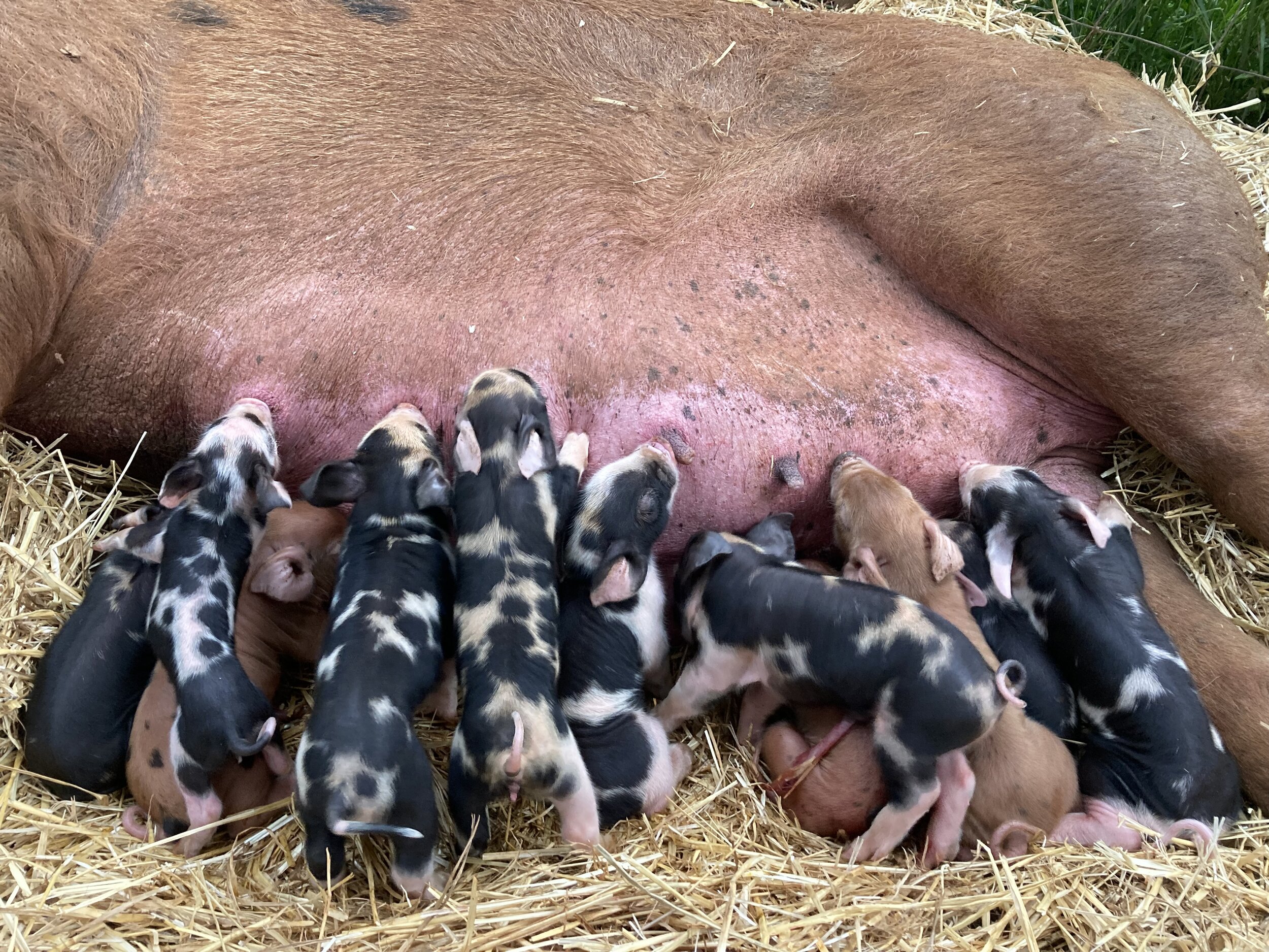 A litter of piglets nursing from their mother, surrounded by straw in a farm setting. The piglets display a mix of black and brown coloring, highlighting the nurturing bond between them and their mother.