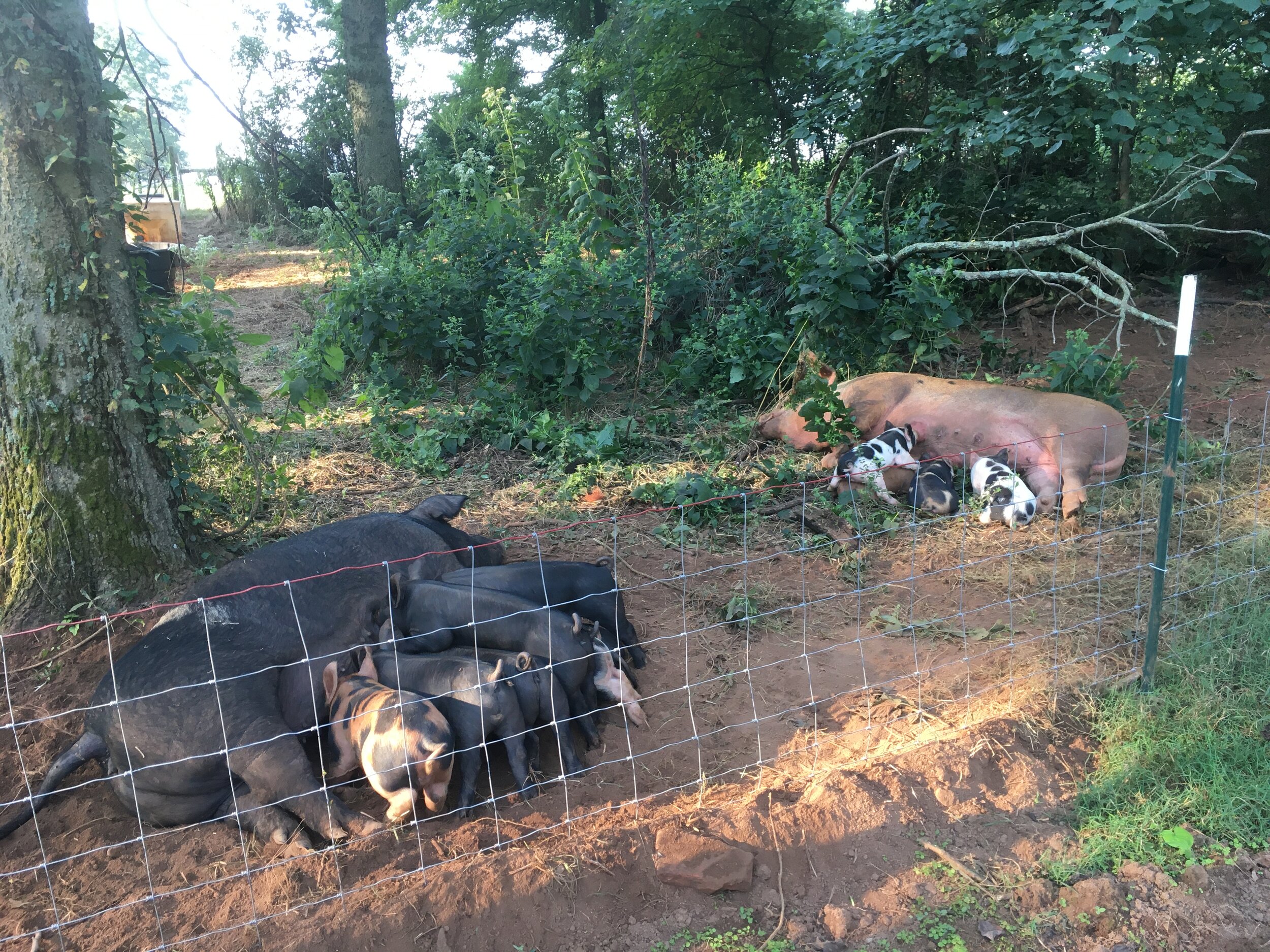 A group of pigs resting near a fence in a wooded area, with a mother pig nursing her piglets while several other pigs lie nearby on the ground. The scene captures a peaceful moment in a rural farm setting, surrounded by greenery and trees.
