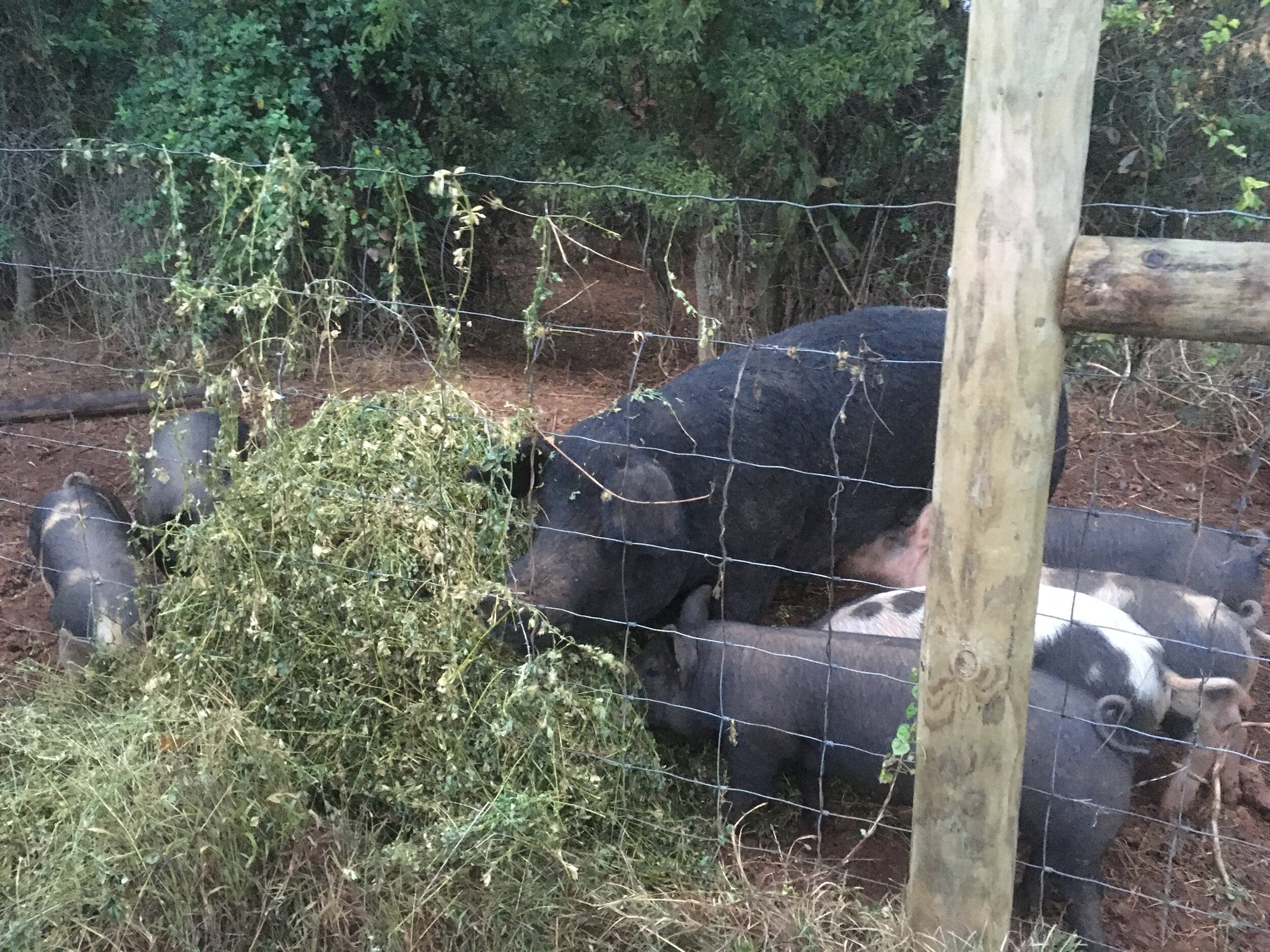 A group of pigs feeding on greenery behind a wire fence in a rural setting, surrounded by trees and natural foliage.