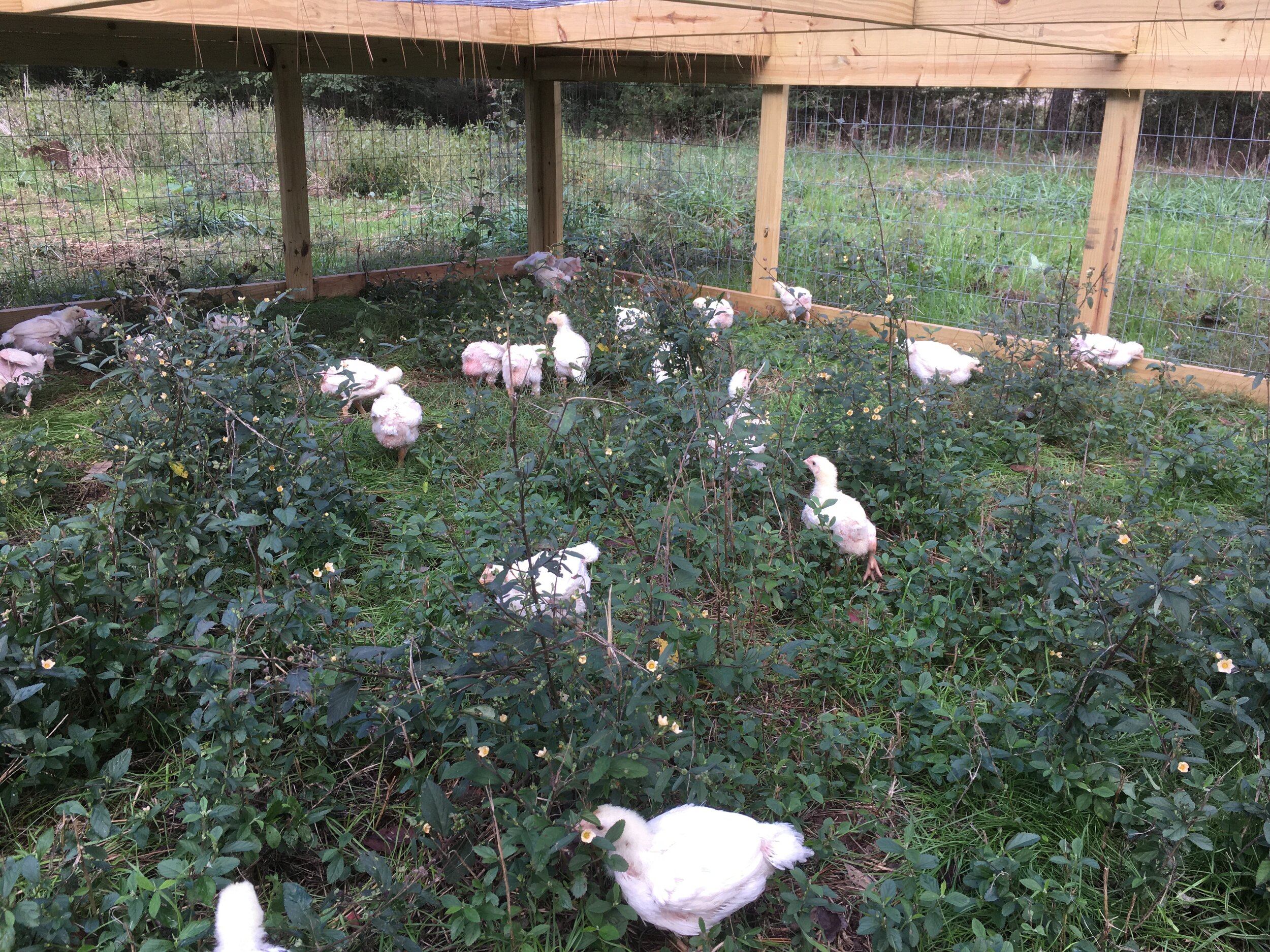 Free-range chickens foraging among green bushes in a fenced enclosure, highlighting sustainable farming practices and natural habitats.