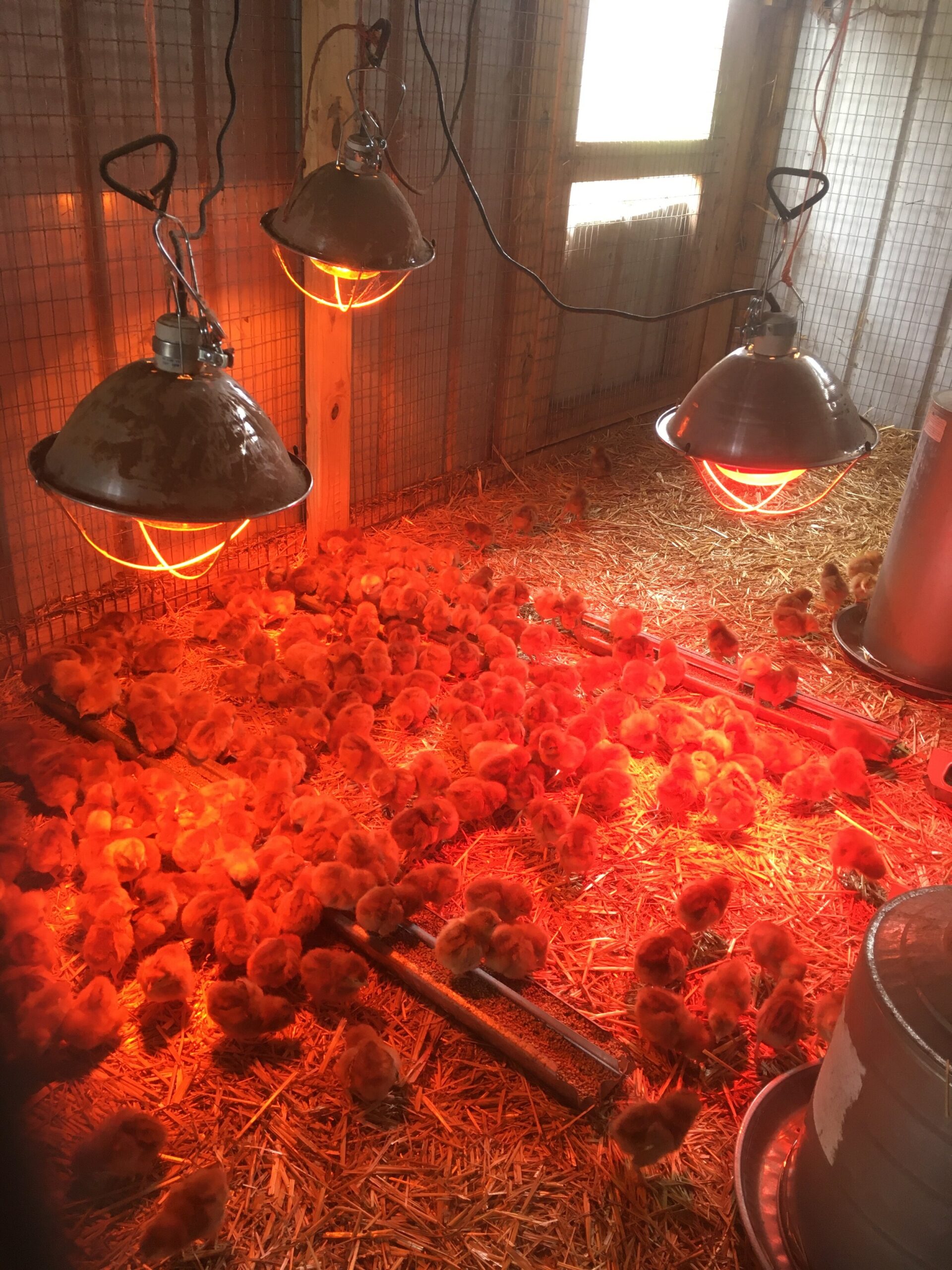 Chicks huddled under red heat lamps in a poultry brooder, surrounded by straw bedding, ensuring warmth and comfort for young birds in a farm setting.
