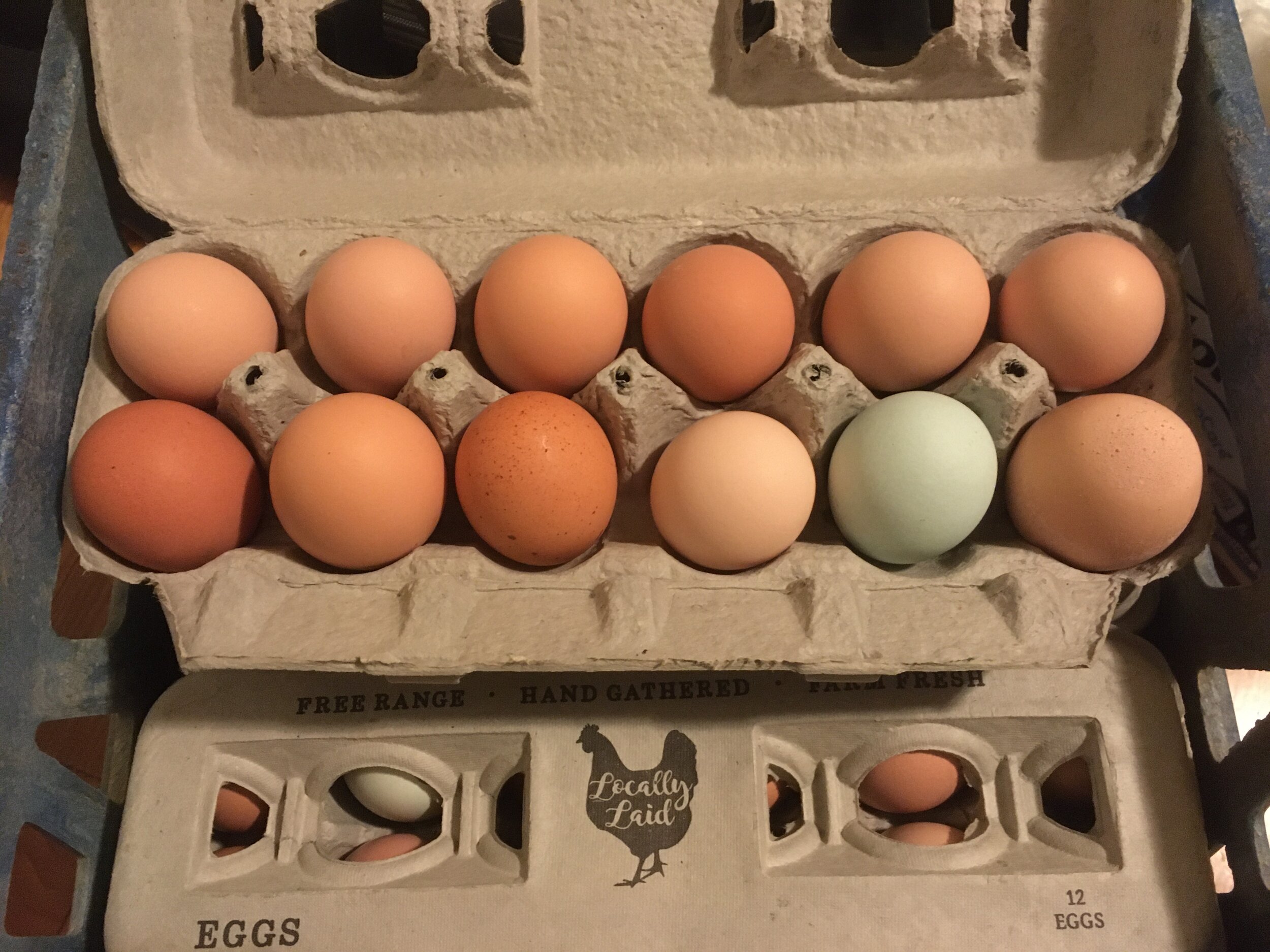 Carton of fresh, free-range eggs featuring a variety of colors, including brown, tan, and one blue egg, highlighting the diversity of farm-fresh produce.